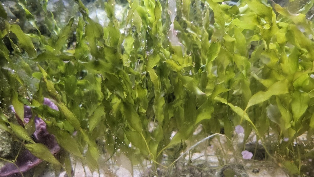 Live Macro Algae Caulerpa Multi Pack: 1ft Grape And 5 Leaf Seagrass