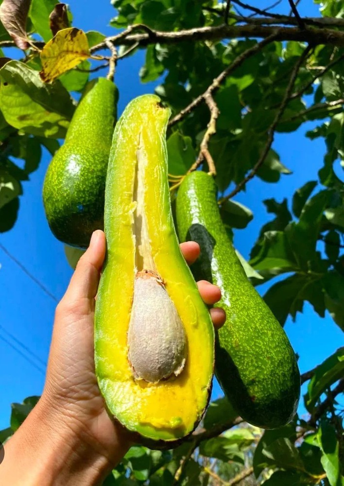 Long Neck Avocado Tree – Live Tropical Fruit Tree – Premium Variety