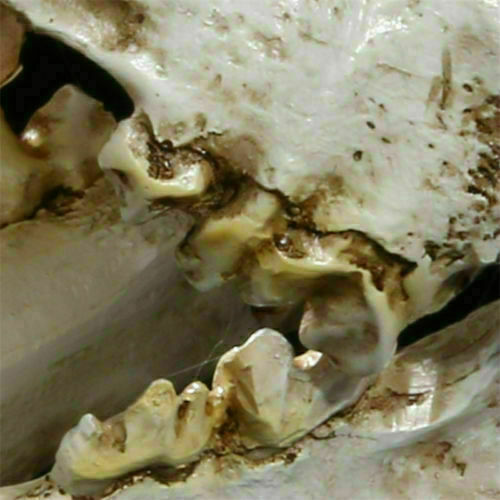 Resin 1:1 simulation Saber Tooth Tiger sabertooth skull Smilodon