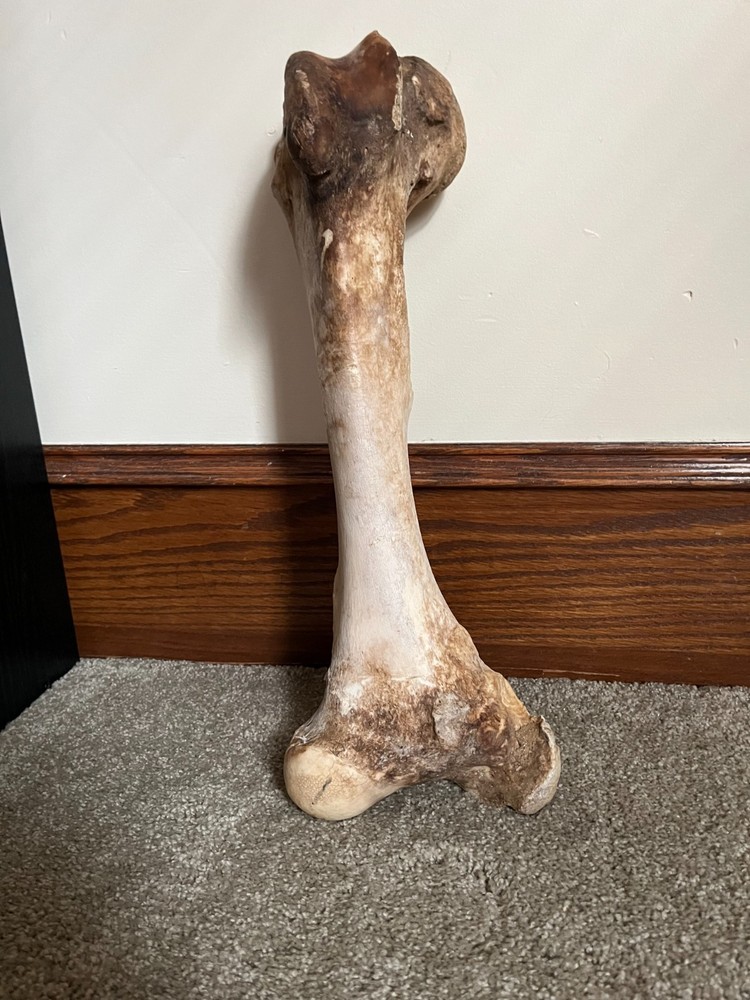 Excellent condition bovine (cow) leg bone