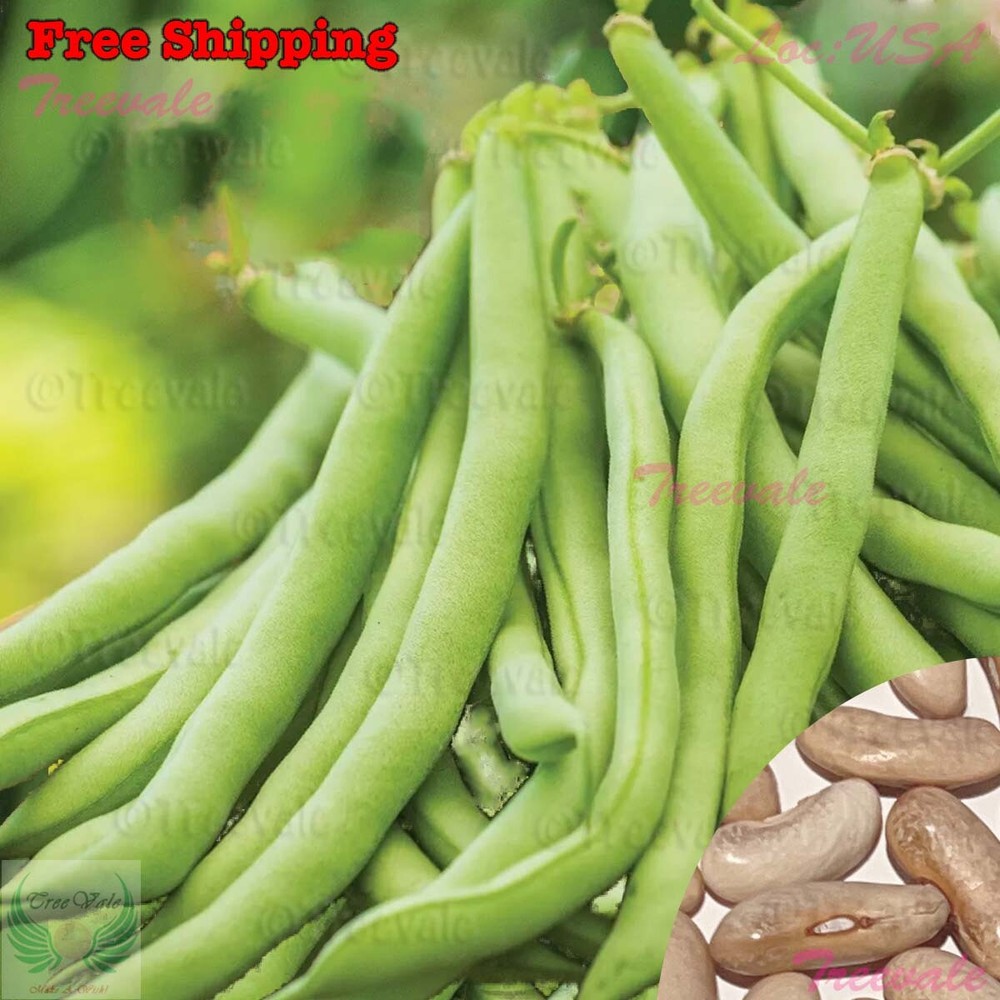 Contender Bush Bean SEEDS | Stringless, Early Contender, Green Bean Seeds