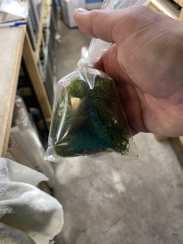 Aquarium live Plant Java Moss