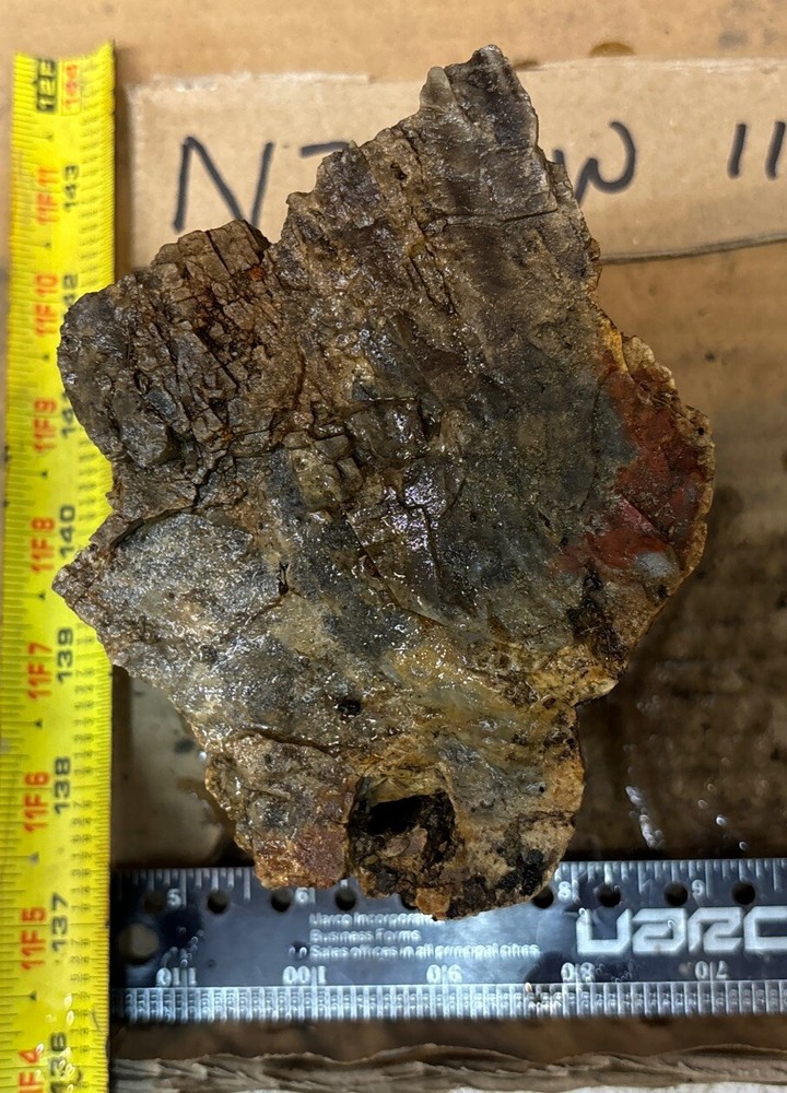 Colorful petrified wood