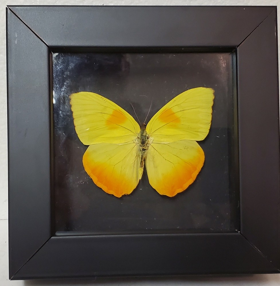 Real framed orange-barred sulphur from Peru in custom shadowbox