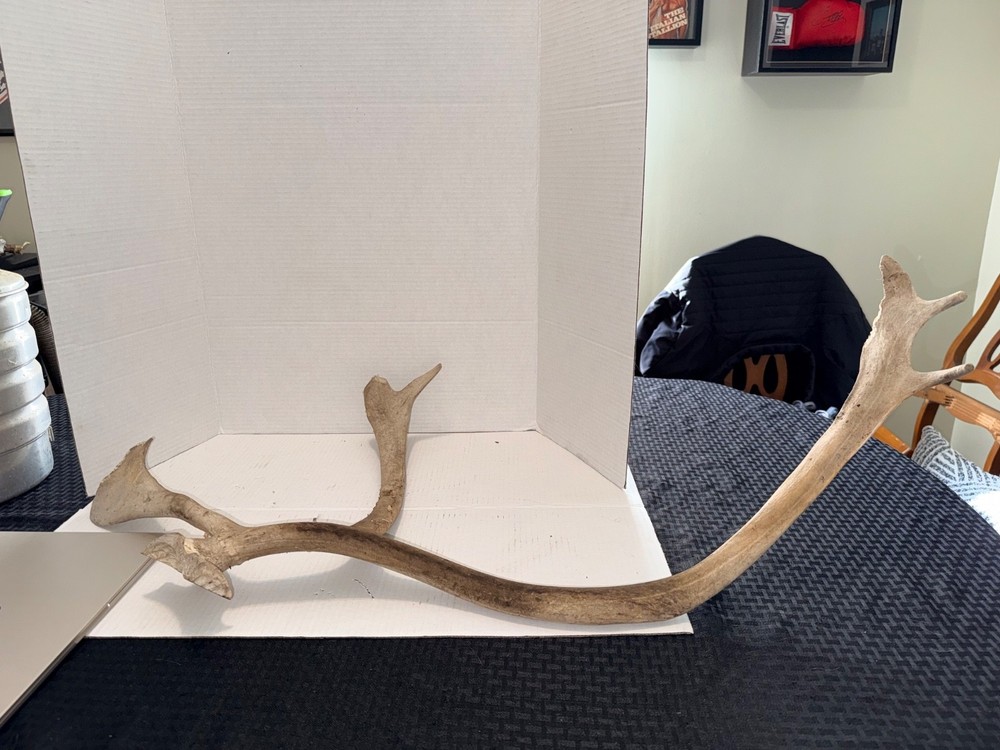 Large Antlers