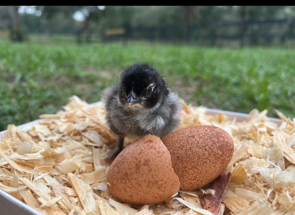 🚨SALE🚨Rainbow Hatching Eggs ! Create a Flock That Will Lay Color!🌈