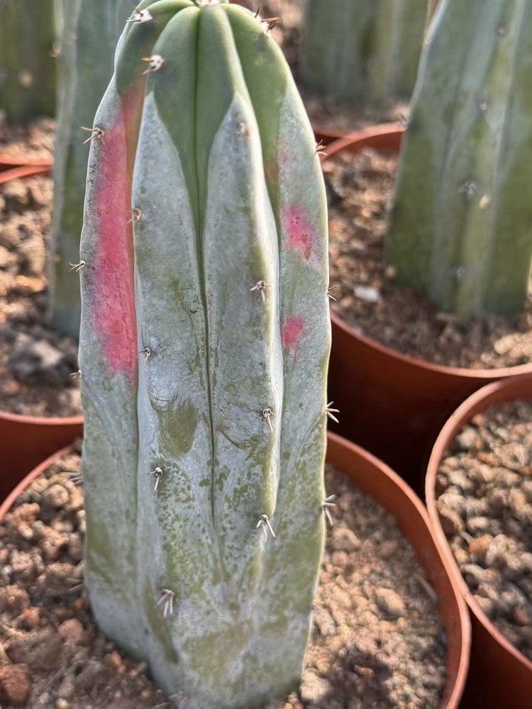 Rainbow Myrtillocactus geometrizans variegated cactus Succulent Plants 10-18CM