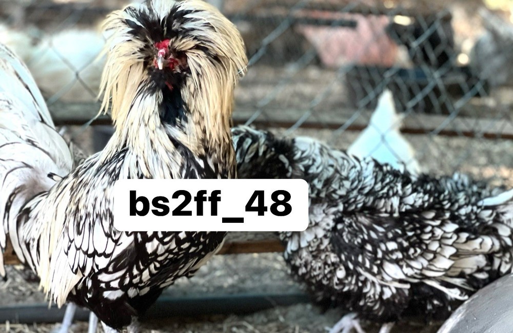 24+ Polish Hatching Eggs Variety Pack