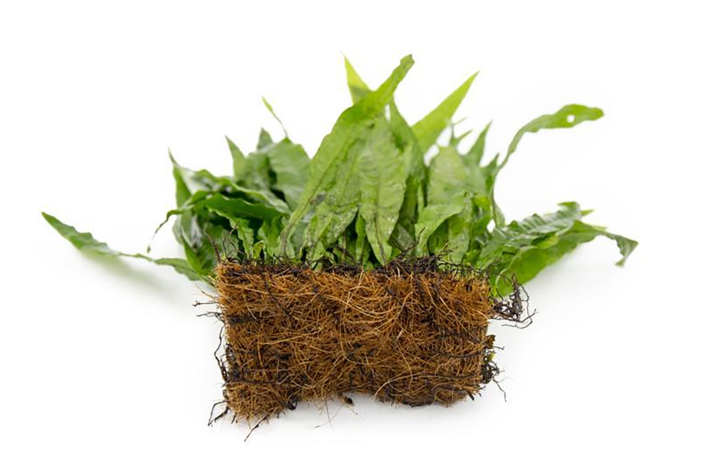 Java Fern Microsorum Pteropus Bare Root