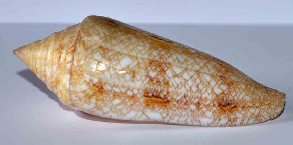 SHELLS - CONUS GLORIAMARIS - 84mm
