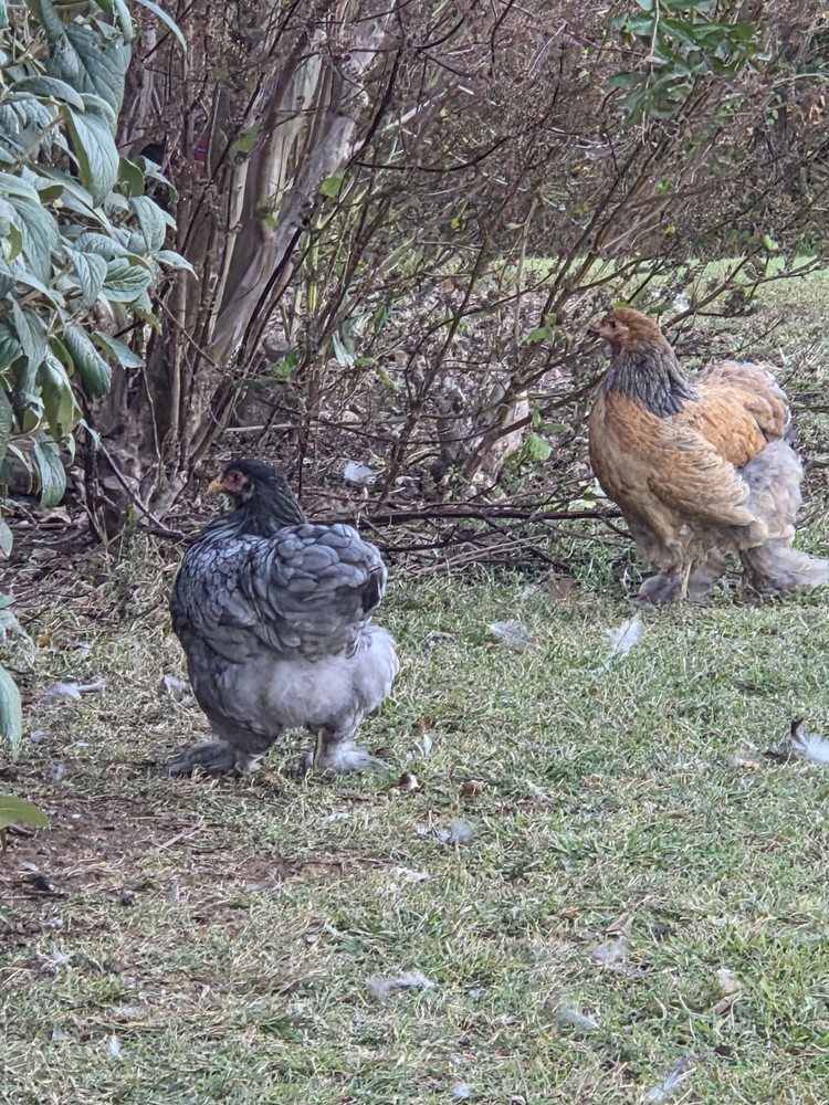 Brahma chicken hatching eggs (10 +2)