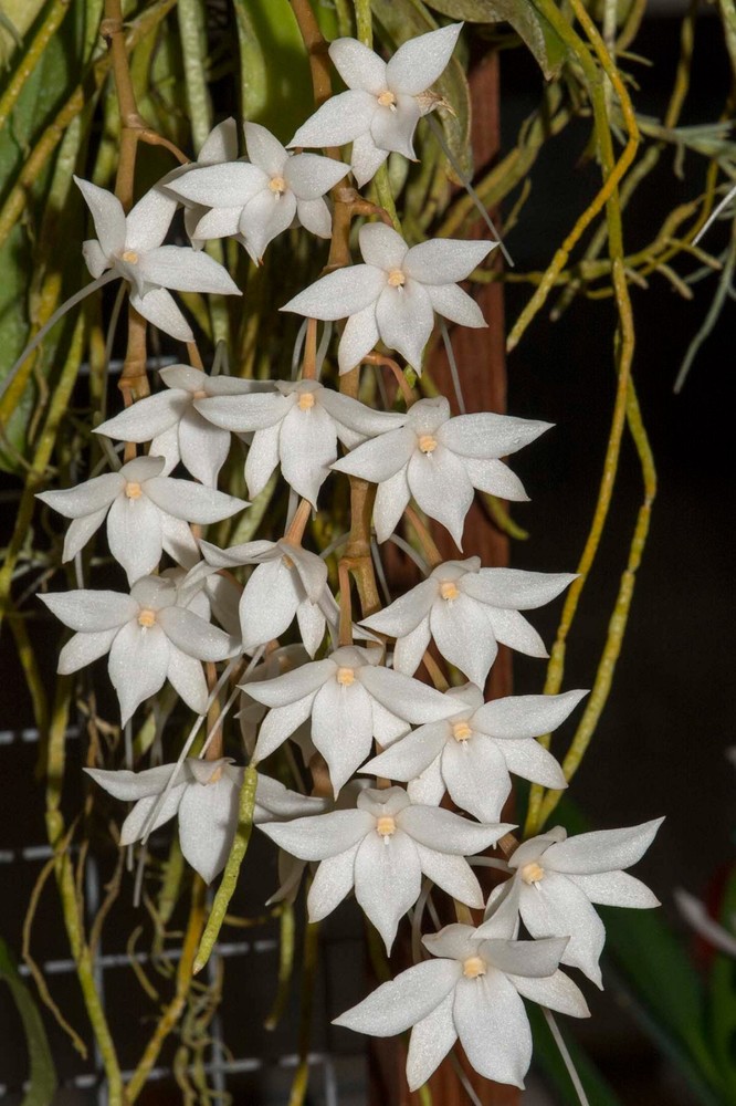 Aerangis (arachnopus x modesta)