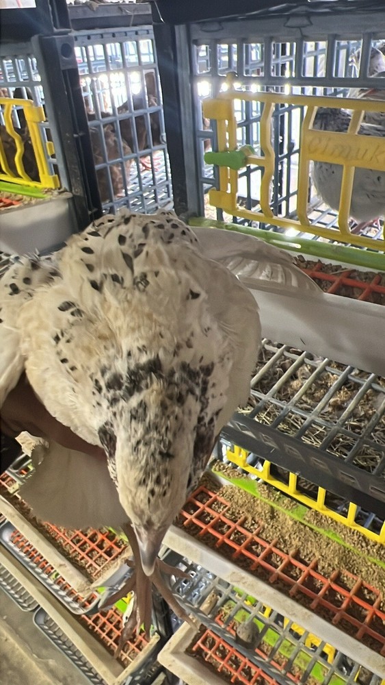 12 Buddy’s Hatchery Pearl Fee Coturnix Quail Hatch Egg