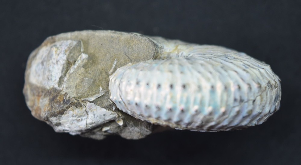 Fossilized Rainbow Ammonite Fossil Likely Douvilleiceras