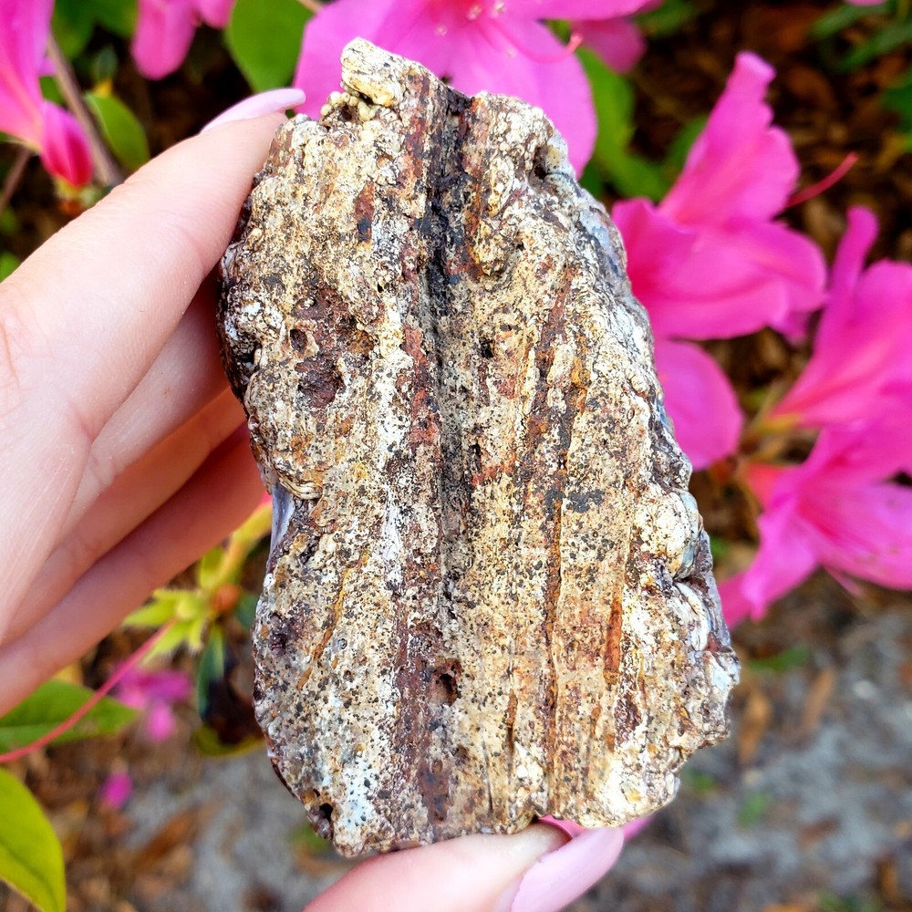Fossilized Agate shell Cluster druzy natural crystal healing gemstone - #15A