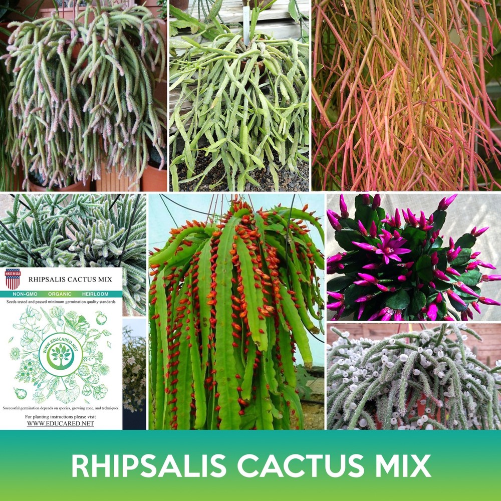 Rhipsalis Cactus Mix Seeds