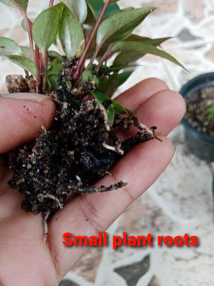 “NEW” ORGANIC COCO COIR COMPOST HYDROPONICS GROWING MEDIA POTTING SOIL