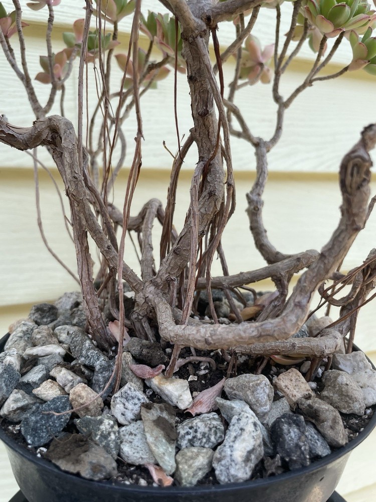 Bonsai Tree Aeonium Haworthia Tree Ship With Bare Rooted