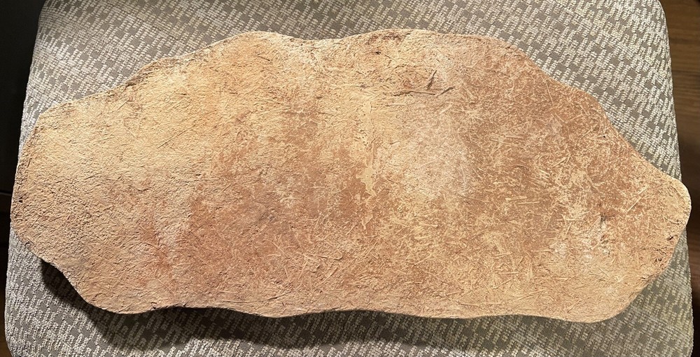 Cast Artificial Dinosaur Fossil - Beautiful
