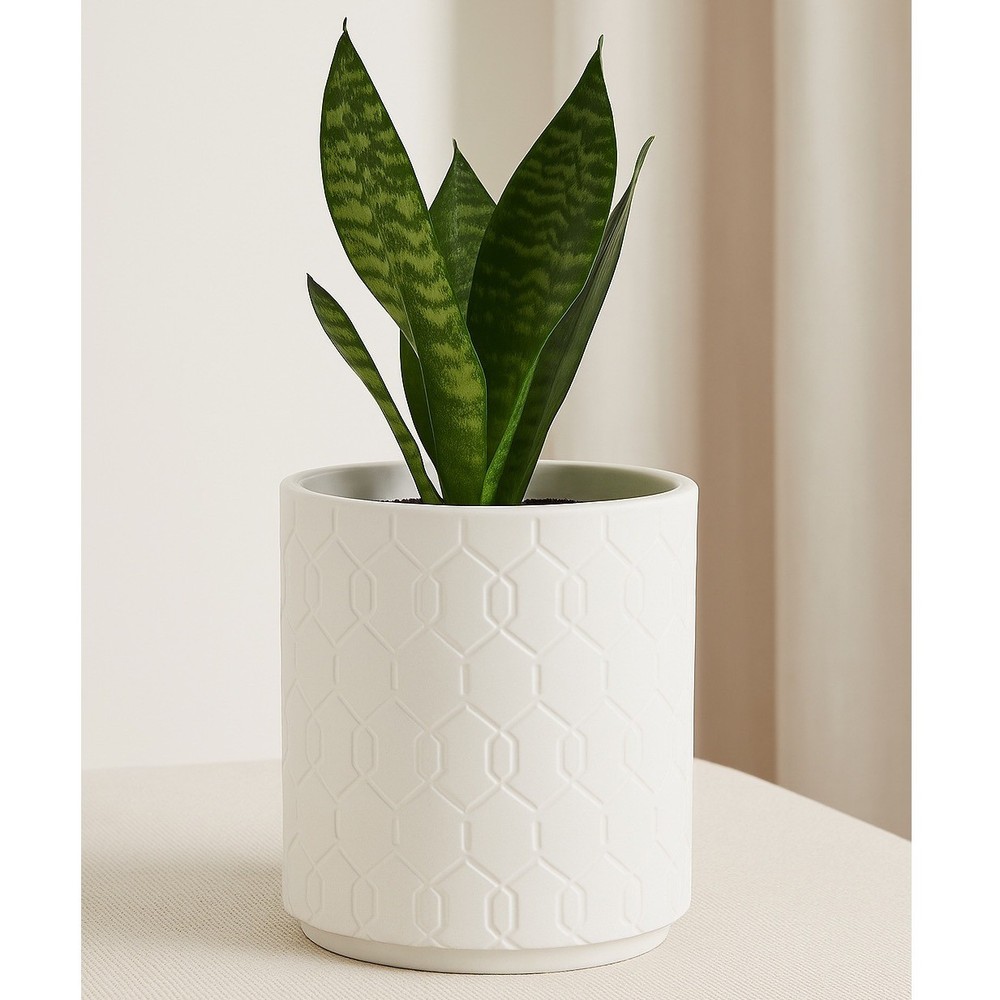 CB2 White Textured Ceramic Planter Pot – Modern Minimalist 5"
