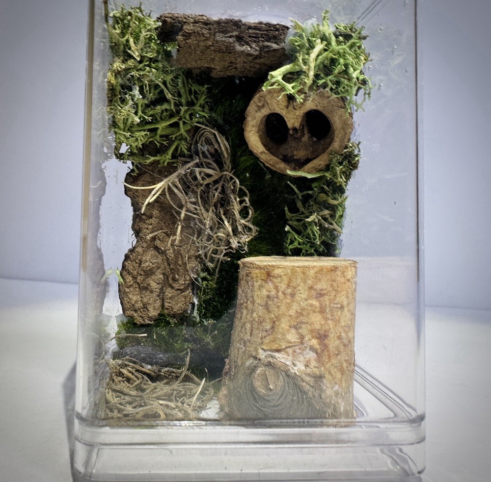 Handmade Jumping Spider Enclosure Nature Themed