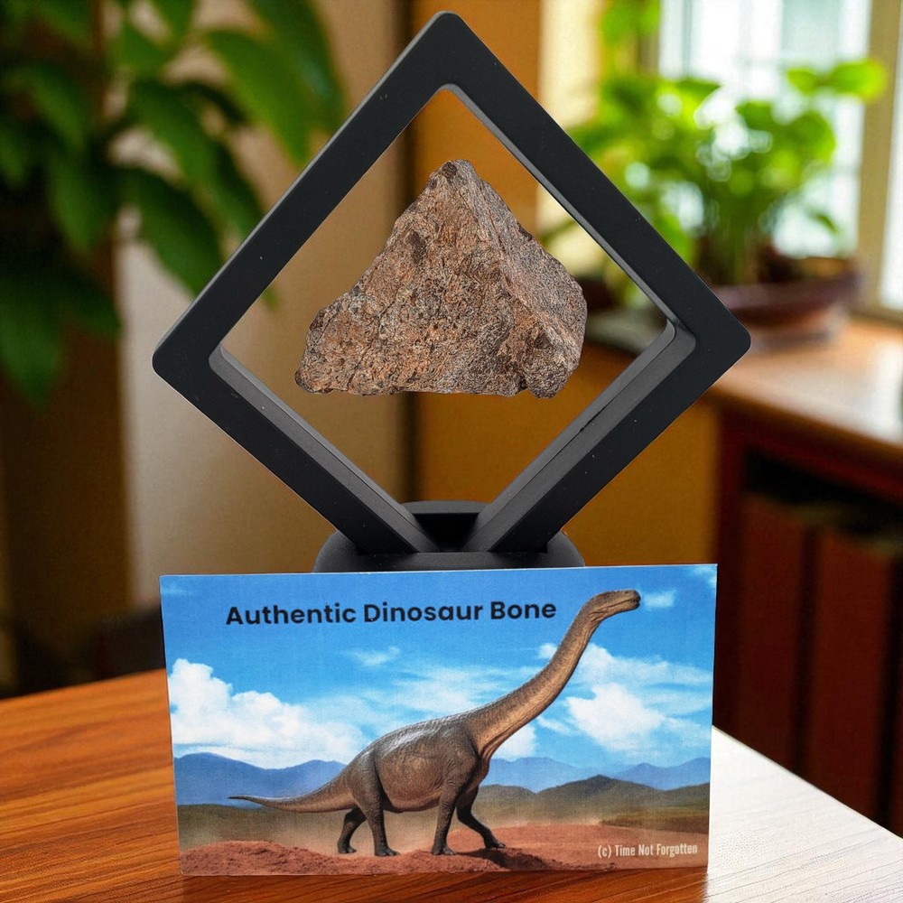 Jurassic Dinosaur Fossil Bone from Morrison Formation Includes Display