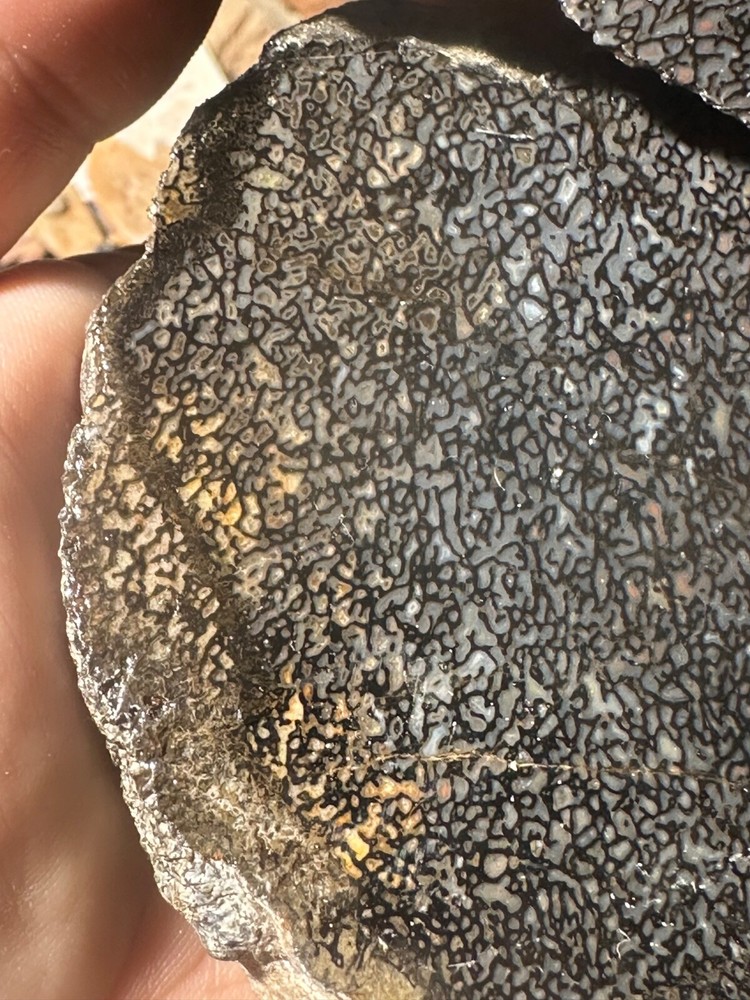 Dinosaur bone rough **hxtled wash split.