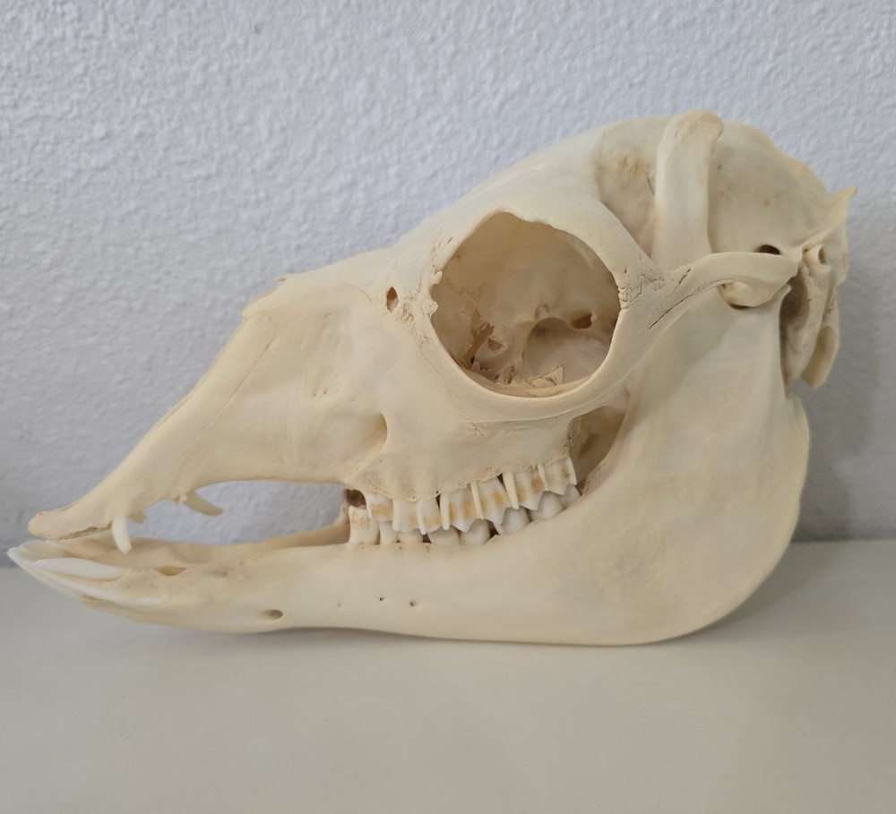 Alpaca Skull