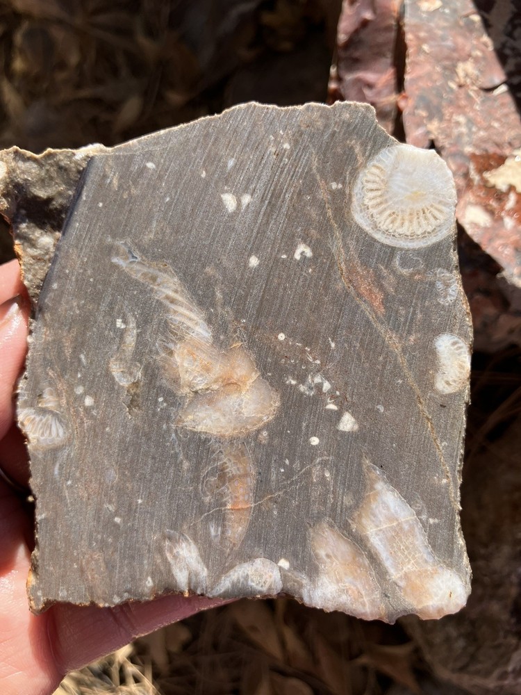Fossil Stone Slab