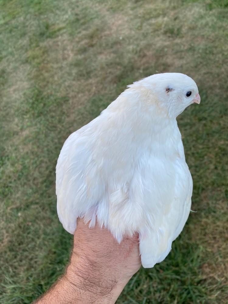 25 + JUMBO WHITE Quail Hatching Eggs