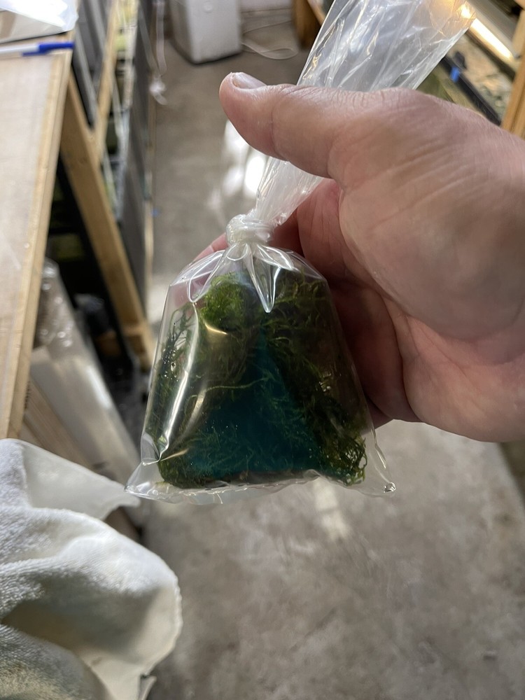 Aquarium live Plant Java Moss