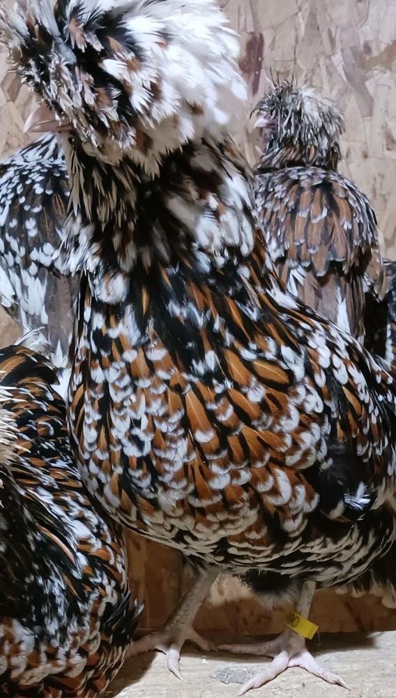 polish tolbunt hatching eggs