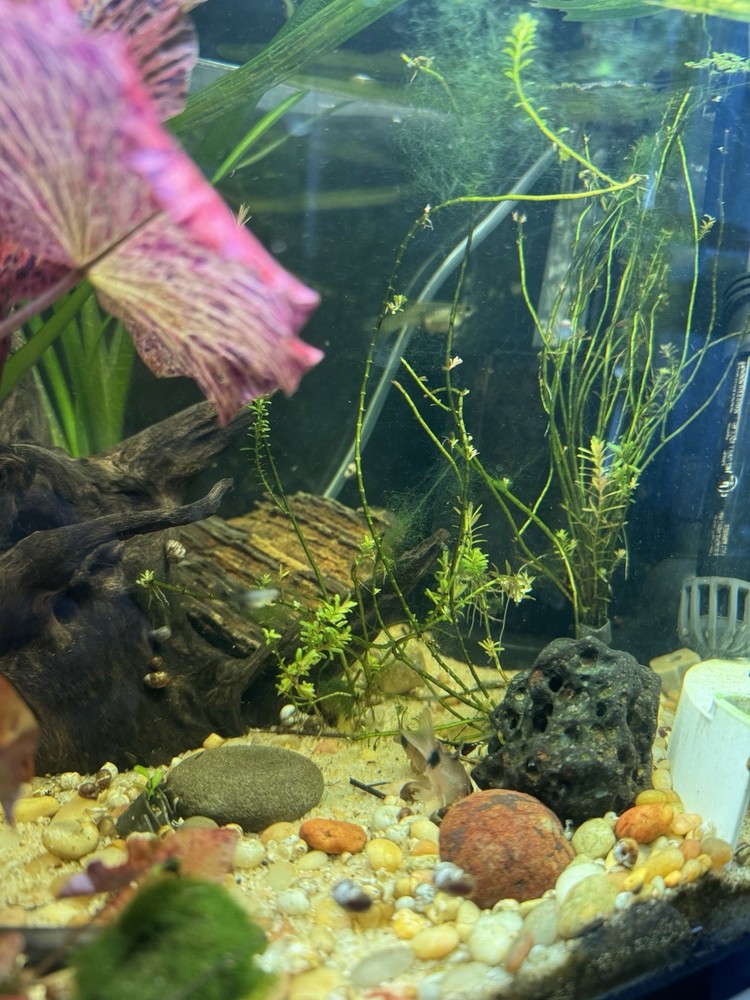 Freshwater Tropical Intermediate fish Guppies