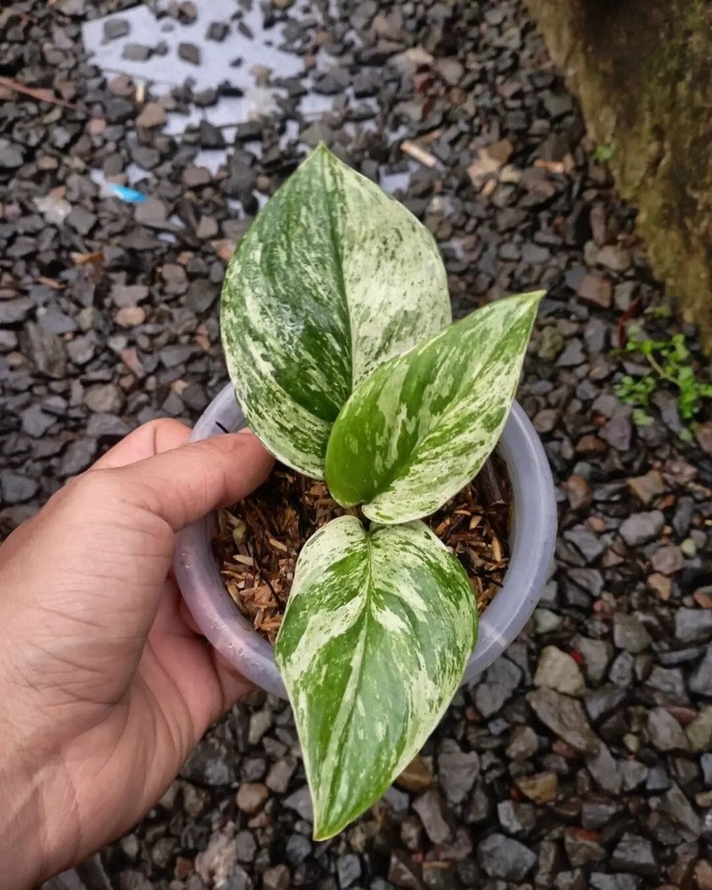 Scindapsus Treubii Moonlight Marble Variegated