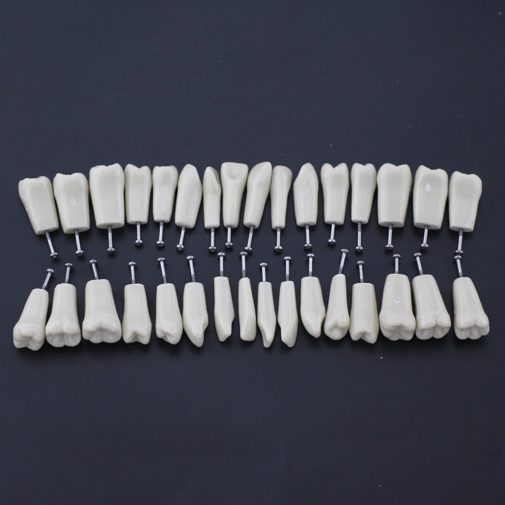 Columbia Dentoform 860 Type Dental Typodont Model & 32pcs Removable Teeth Kit