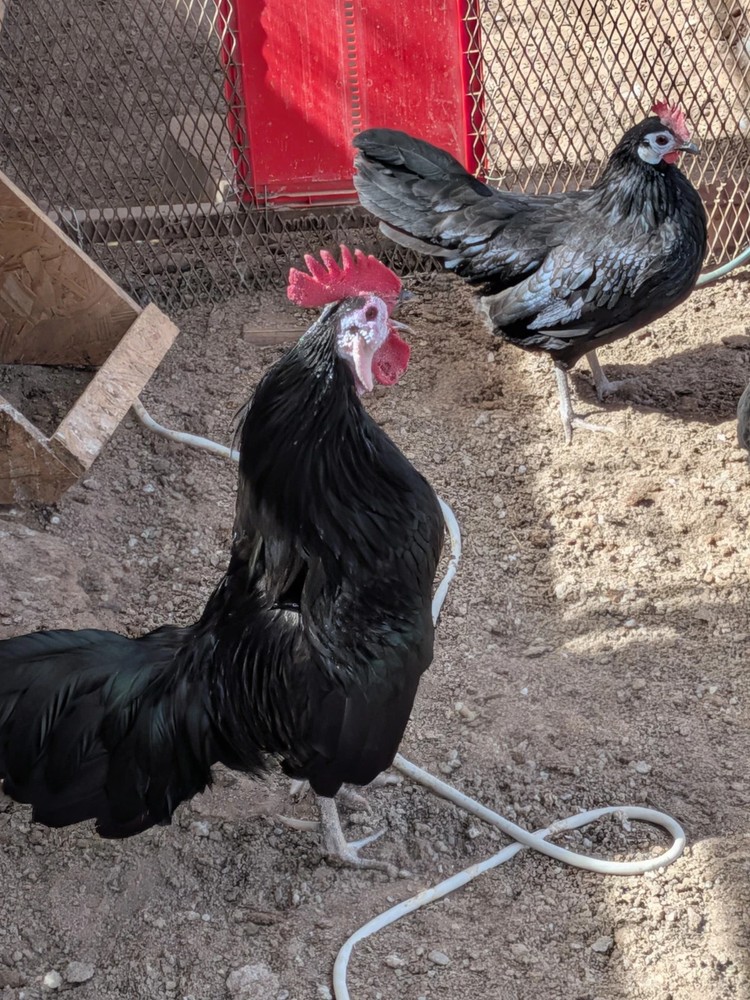6 white Face Black Spanish Bantam Hatching Eggs. Good Layers!