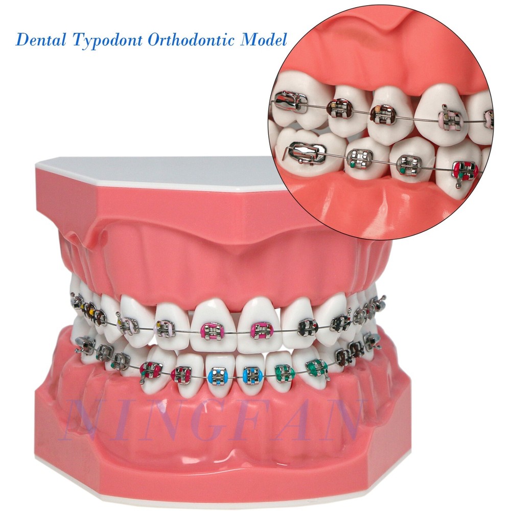 US Dental Typodont Demo Teeth Model1:1 Brushing Flossing Teaching Practice Study