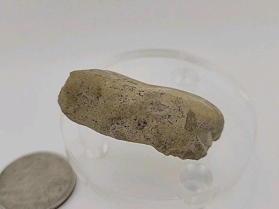 Fossil Dinosaur Permineralized Tooth T-rex 🦖