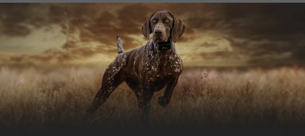 Dt Systems 88117 Medium Powerloads -yellow [70-100 Yards]