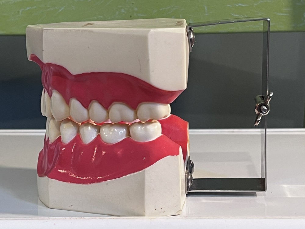 New Dental Teaching Study Adult Standard Typodont Demonstration Teeth Model
