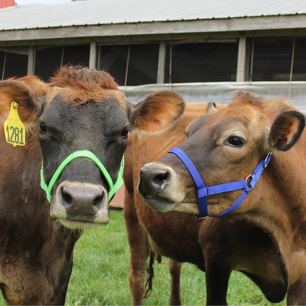 Medium Lime Green Nylon Cattle Halter Adjustable Durable Fit For All Breeds