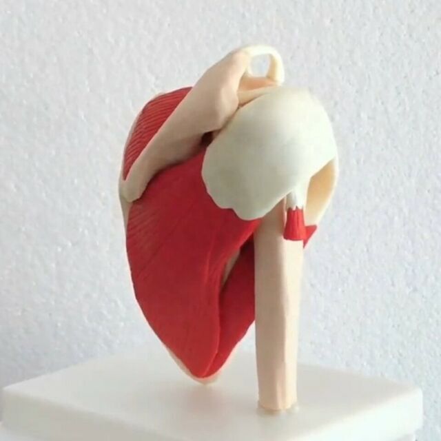 Life Size Human Muscled Shoulder Joint Ligament Anatomical Skeleton Teach Model