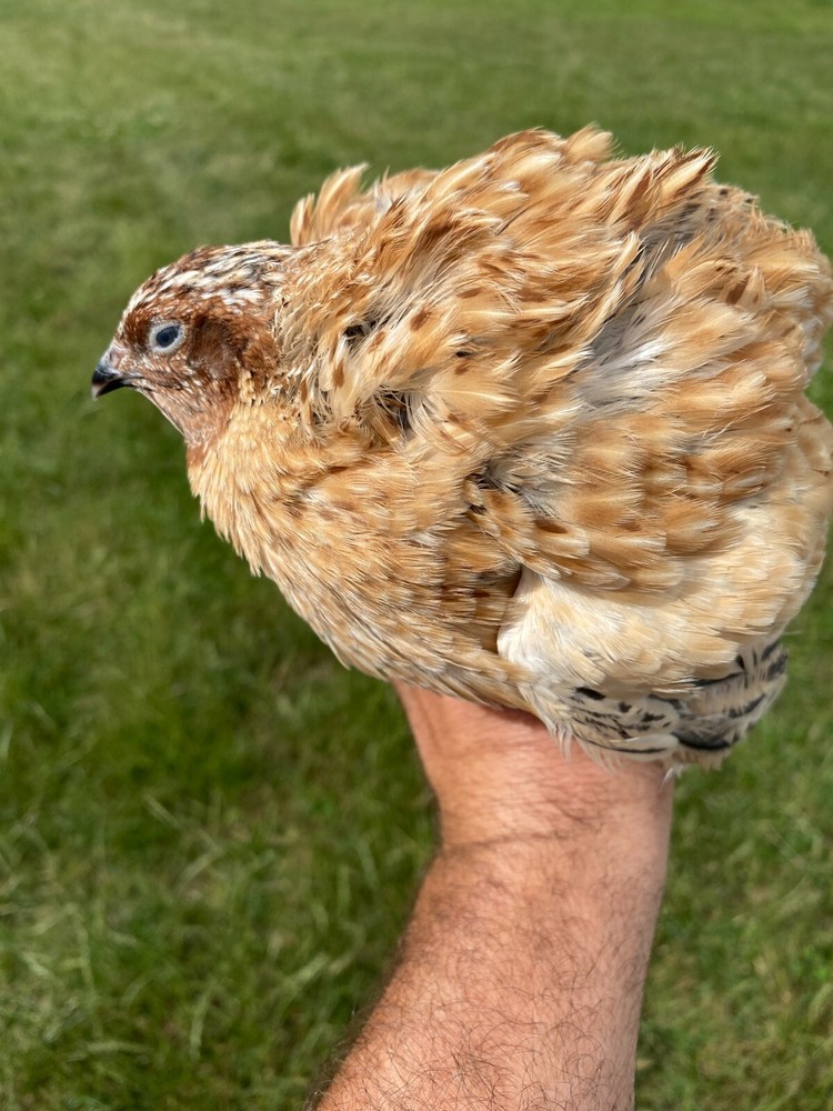 45 Jumbo Italian Quail Hatching Eggs