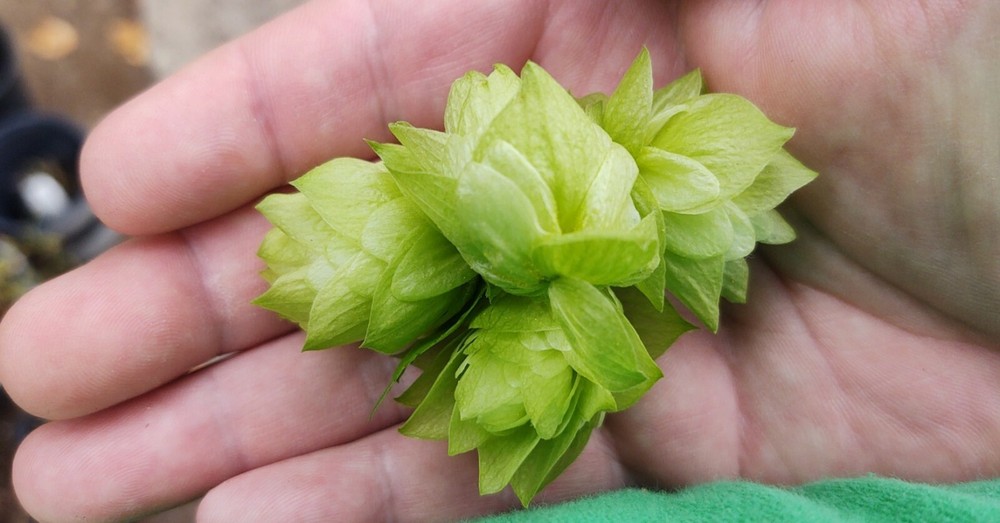 Hop rhizomes (Cascade,Chinook,Comet)