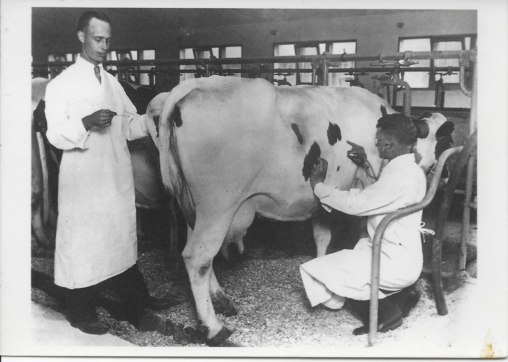 Cow Check-Up, 1930 --POSTCARD