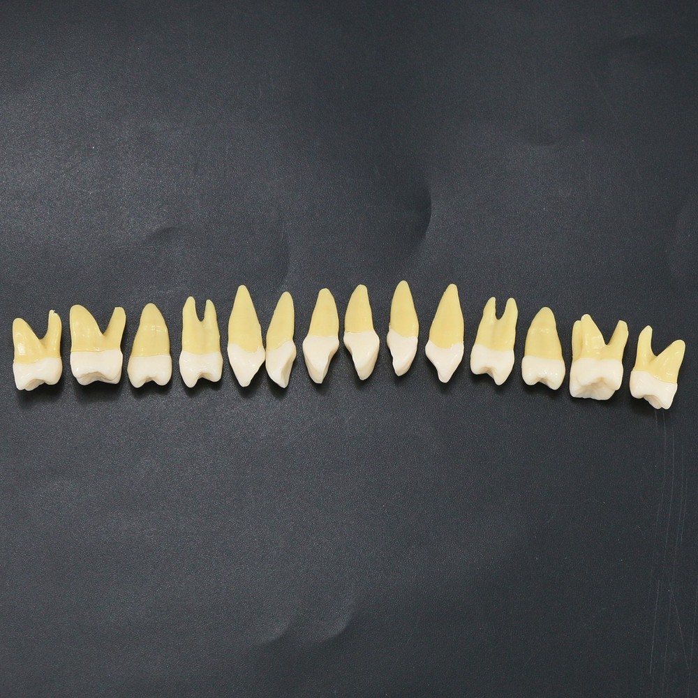 Dental 28Pcs 1:1 Permanent Teeth Demonstration Teach Study Model Tooth M7021