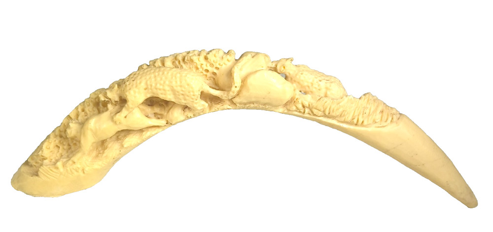 WARTHOG TUSK Resin Carving Replica SIGNED