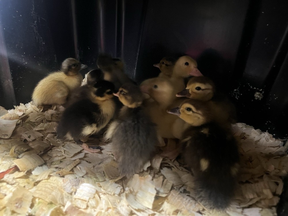 12 Call Duck Hatching Eggs.