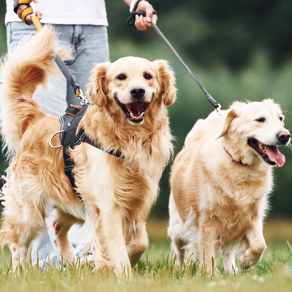 10 Yard Webbing 1 Inch Polypropylene Webbing Strap Chair Straps Black