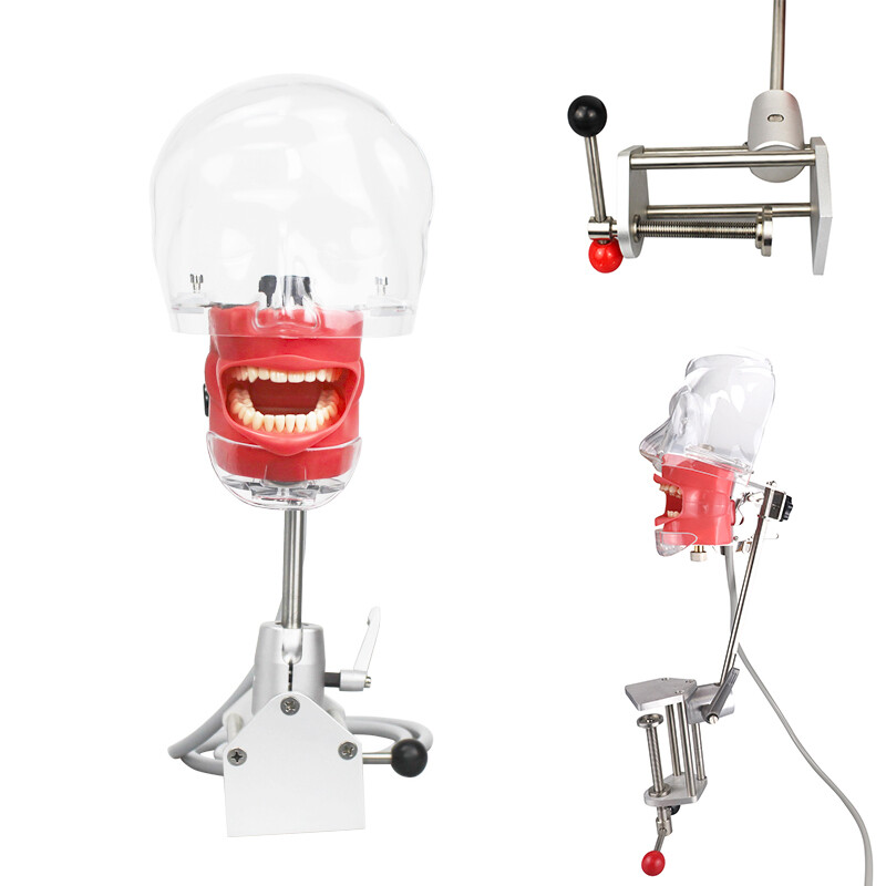 Silicone Dental Phantom Head Model & Replacement Manikin Teeth Model Fix on Desk